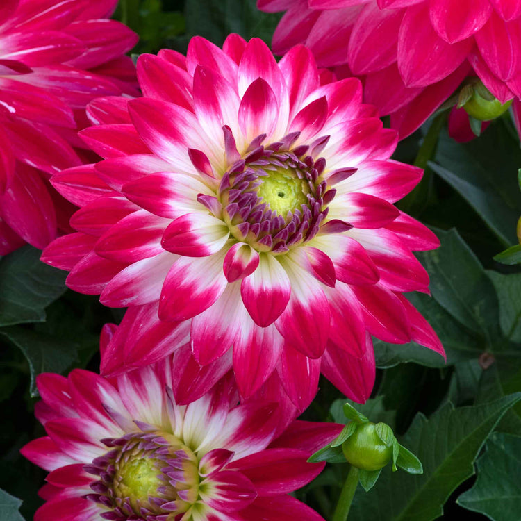 Dahlia Plants 'Dalina Maxi Cherry Blast'