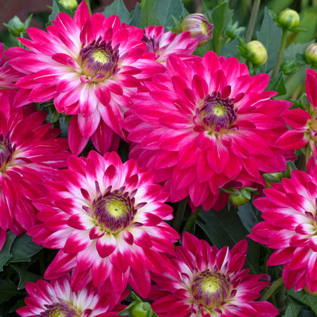 Dahlia Plants 'Dalina Maxi Cherry Blast'