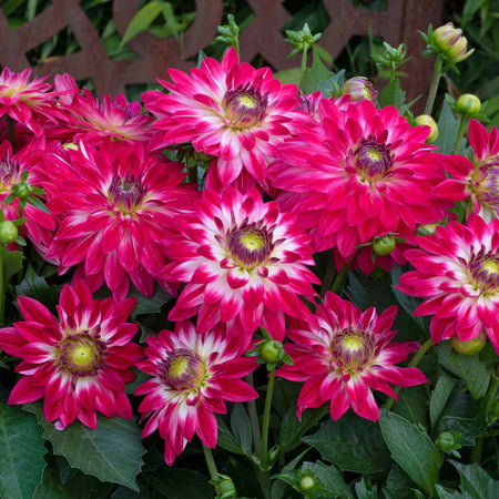 Marshalls Garden Deluxe Dahlia Plants Selection