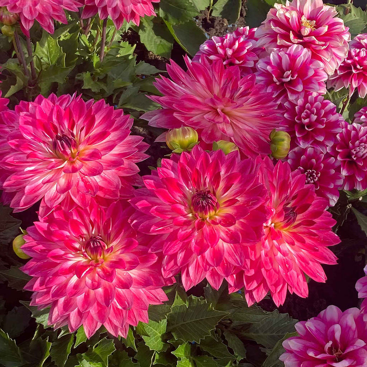 Dahlia Plants 'Dalina Maxi Cherry Blast'