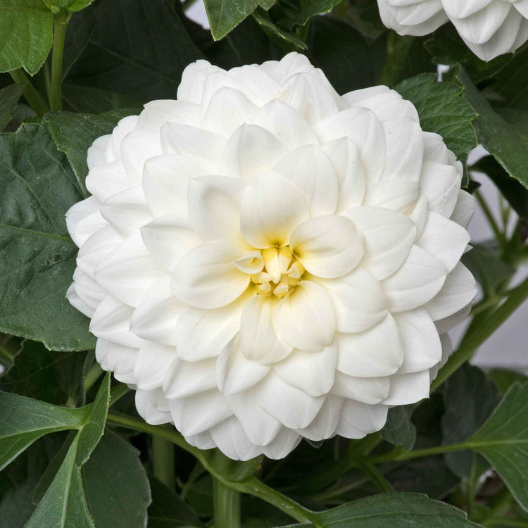 Dahlia Plants 'Dalina Maxi White'