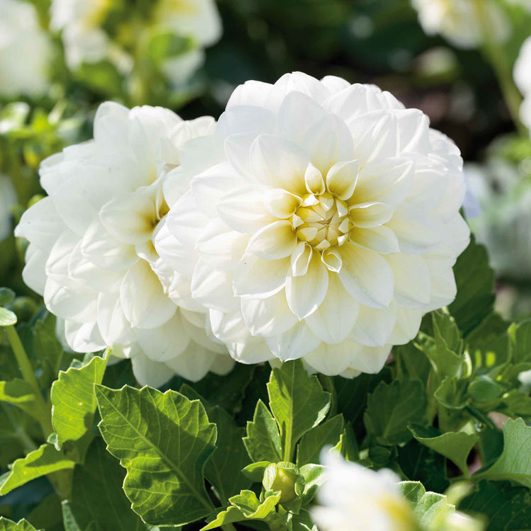 Dahlia Plants 'Dalina Maxi White'