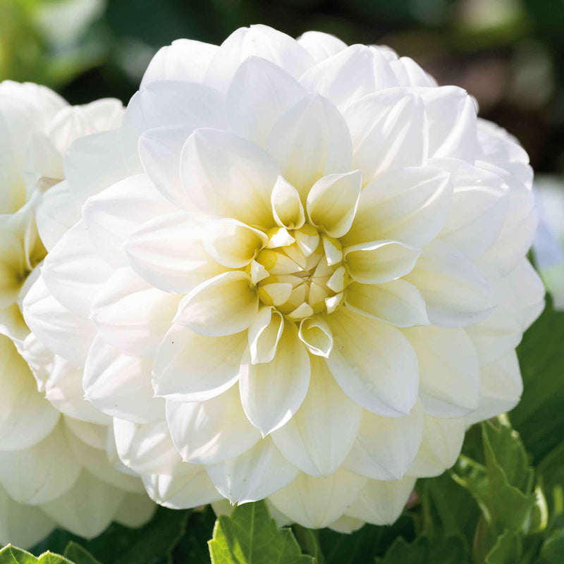 Dahlia Plants 'Dalina Maxi White'