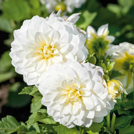 Dahlia Plants 'Dalina Maxi White'