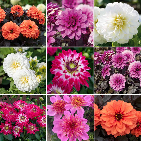 Marshalls Garden Deluxe Dahlia Plants Selection