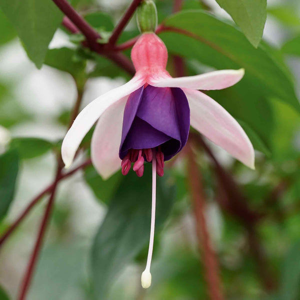 Fuchsia Plant 'La Campanella'