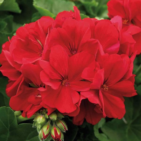 Geranium Plant 'Summer Lovers Dark Red'