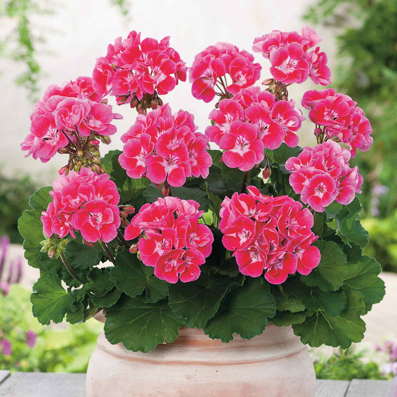 Geranium Plant 'Grandeur Dark Raspberry'