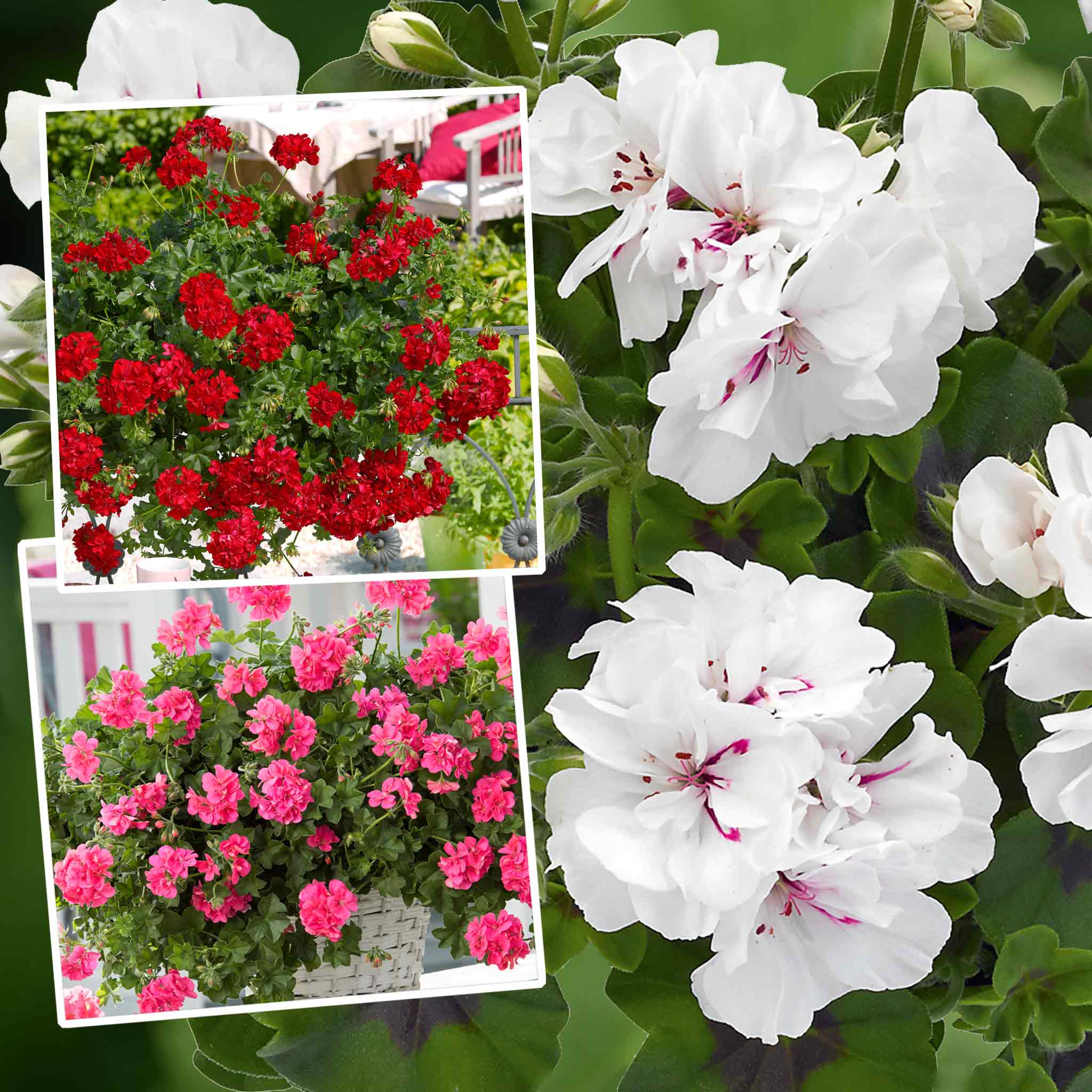 Geranium Mix Geranium Plant 'Sunflair Mix' | Marshalls Garden