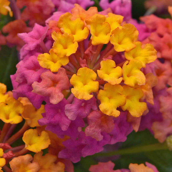 Lantana Plant 'Passion Fruit'