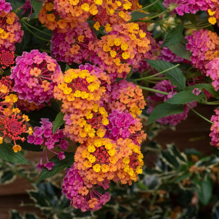 Lantana Plant 'Passion Fruit'