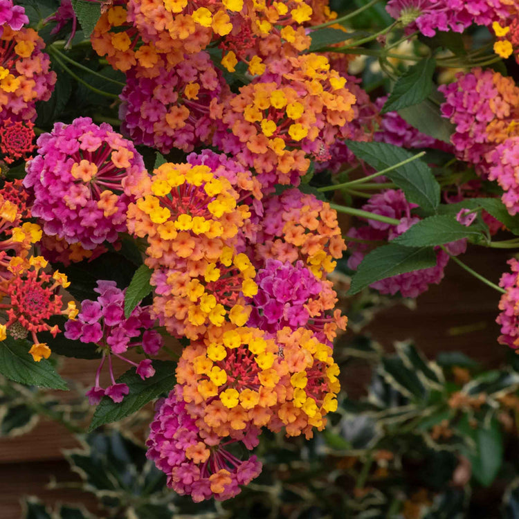 Lantana Plant 'Passion Fruit'