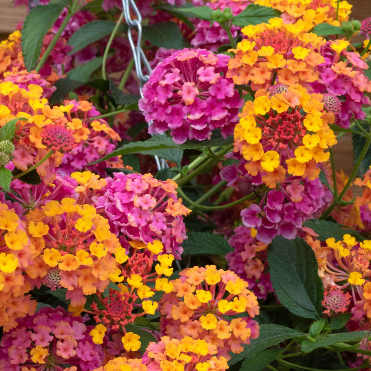 Lantana Plant 'Passion Fruit'