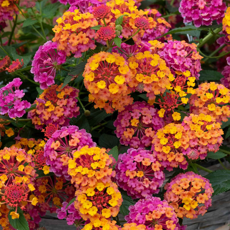 Lantana Plant 'Passion Fruit'