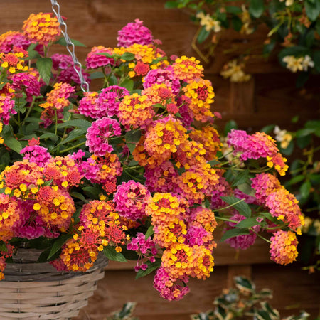 Lantana Plant 'Passion Fruit'