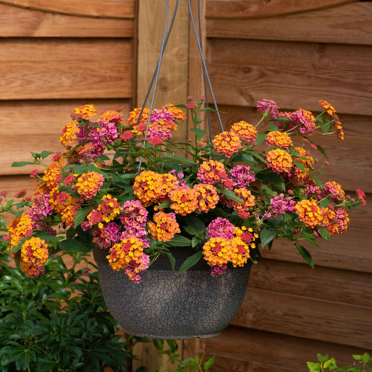 Lantana Plant 'Passion Fruit'