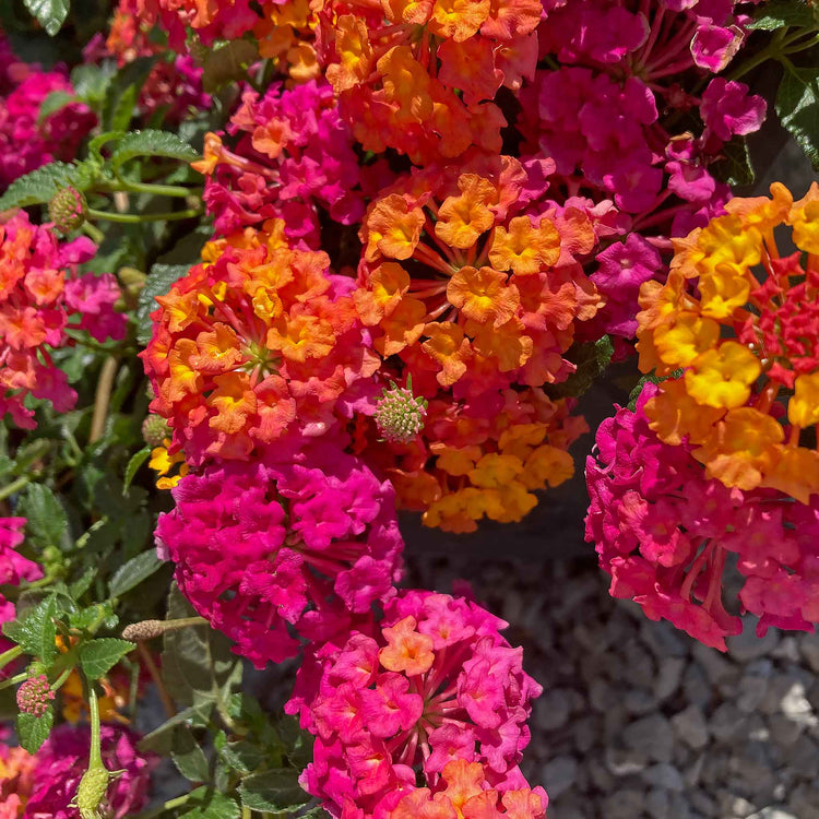 Lantana Plant 'Passion Fruit'