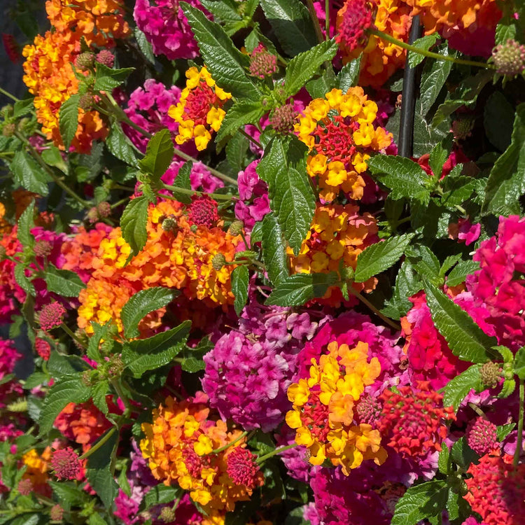 Lantana Plant 'Passion Fruit'