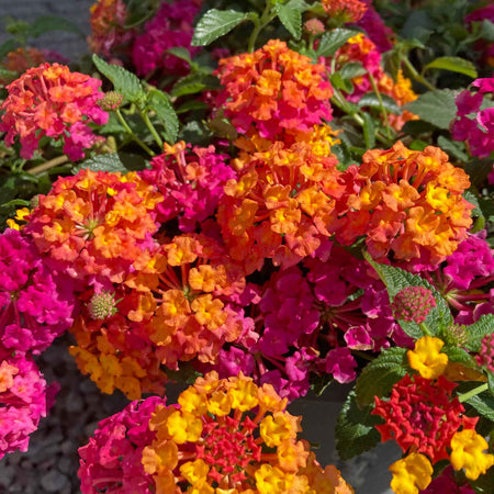 Lantana Plant 'Passion Fruit'