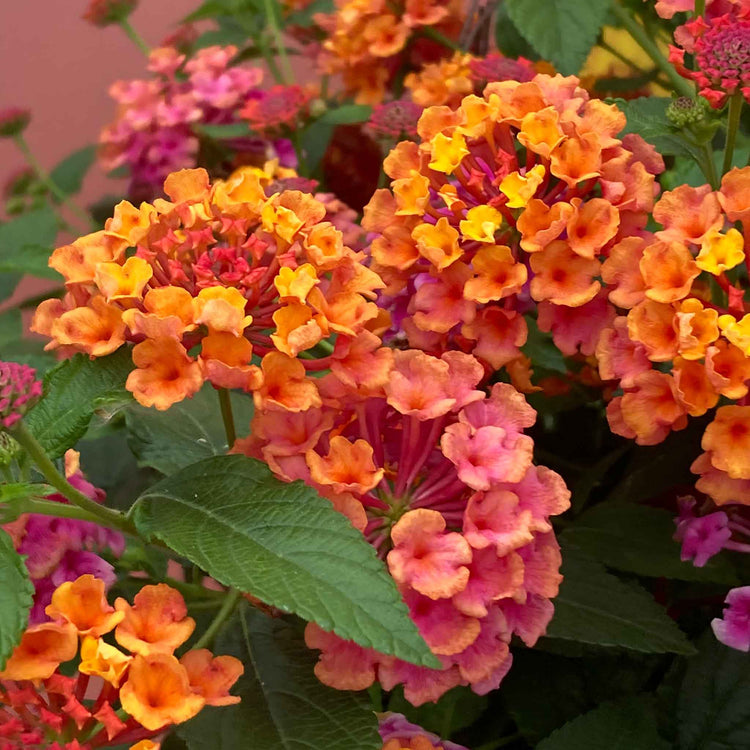 Lantana Plant 'Passion Fruit'