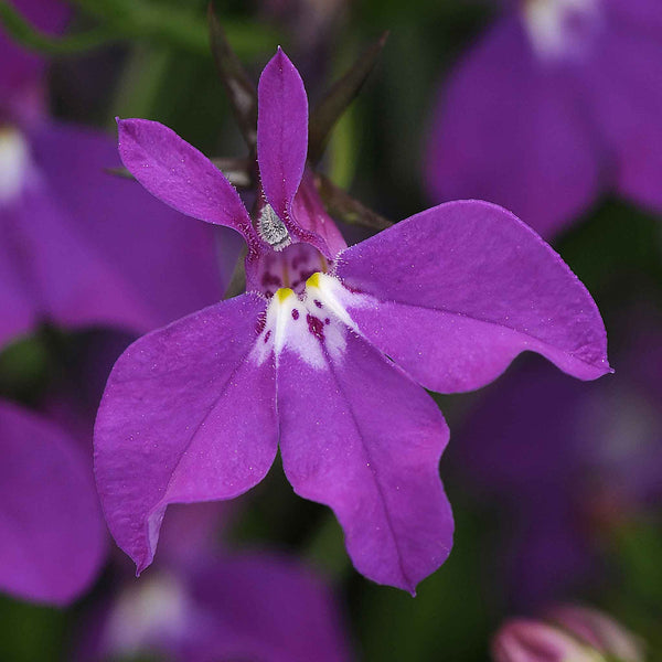 Lobelia Plants 'Waterfall Purple'