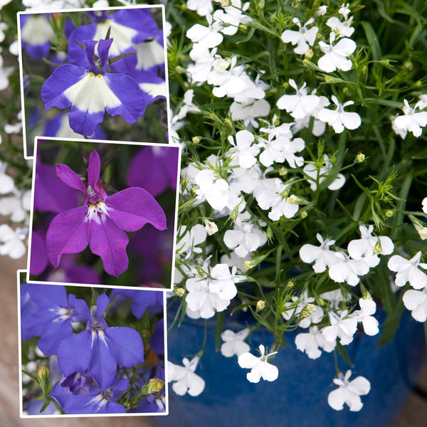 Marshalls Garden Lobelia Plants Waterfall Selection