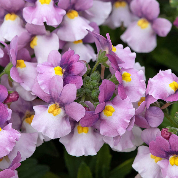 Nemesia Plant 'Nuvo Pink Bicolour'