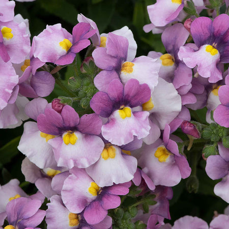 Nemesia Plant 'Nuvo Pink Bicolour'