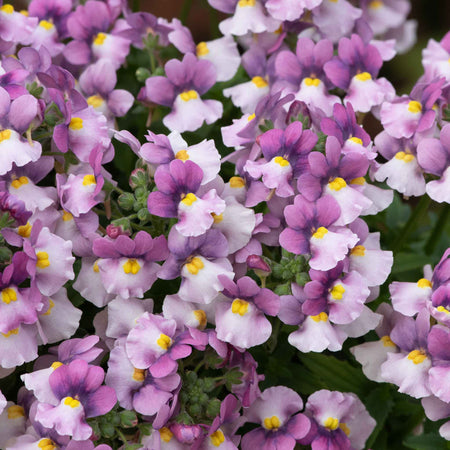 Nemesia Plant 'Nuvo Pink Bicolour'