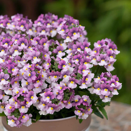 Nemesia Plant 'Nuvo Pink Bicolour'