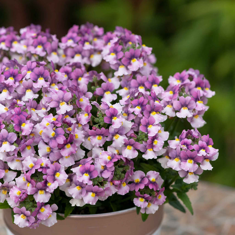 Nemesia Plant 'Nuvo Pink Bicolour'