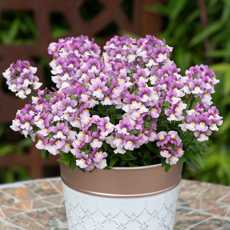 Nemesia Plant 'Nuvo Pink Bicolour'