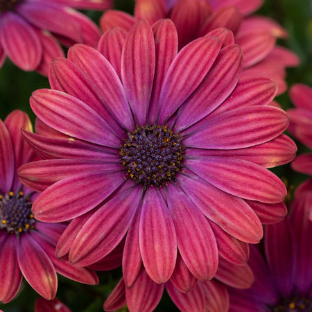 Osteospermum Plant 'Dalina Purple Outback'