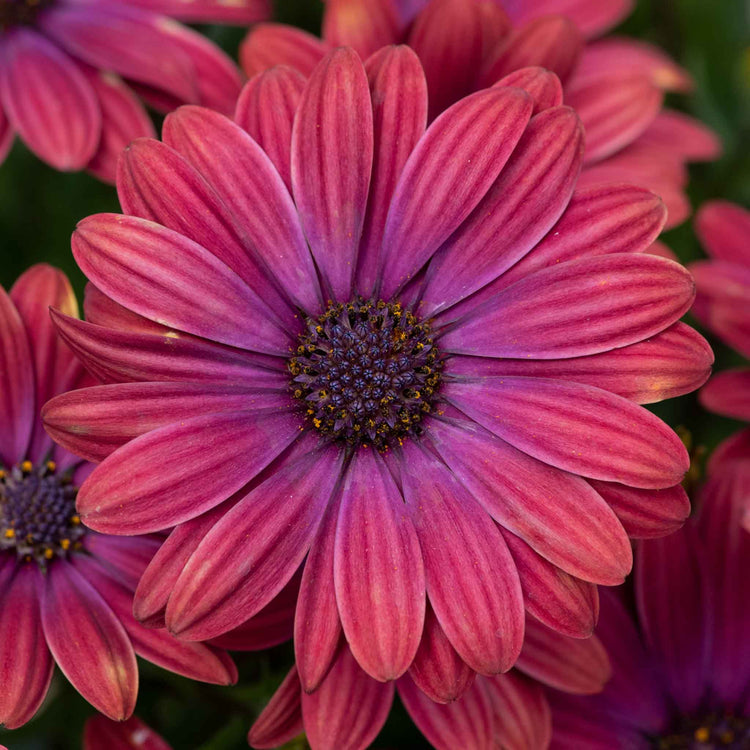 Osteospernum Plant 'Dalina Purple Outback'