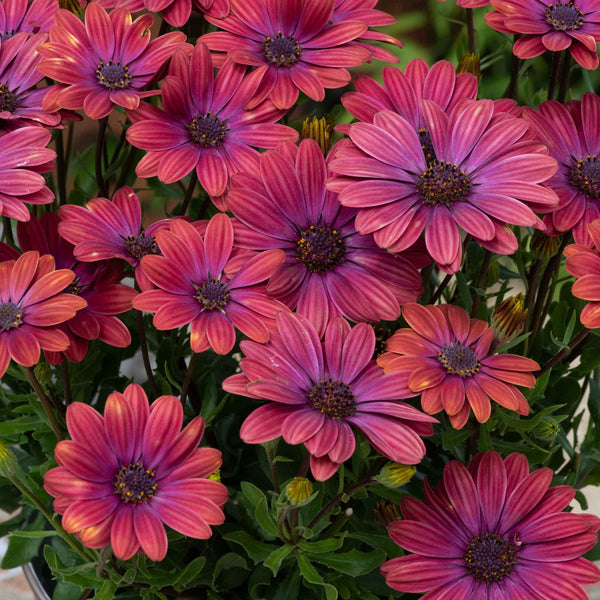 Osteospermum Plant 'Dalina Purple Outback'