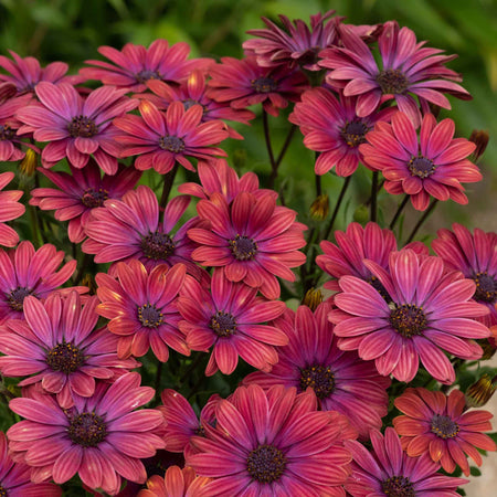 Osteospernum Plant 'Dalina Purple Outback'