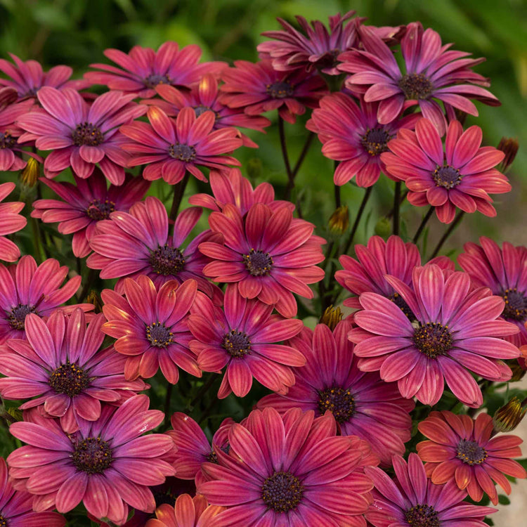 Osteospernum Plant 'Dalina Purple Outback'