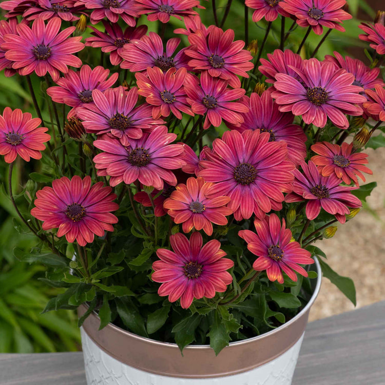 Osteospernum Plant 'Dalina Purple Outback'