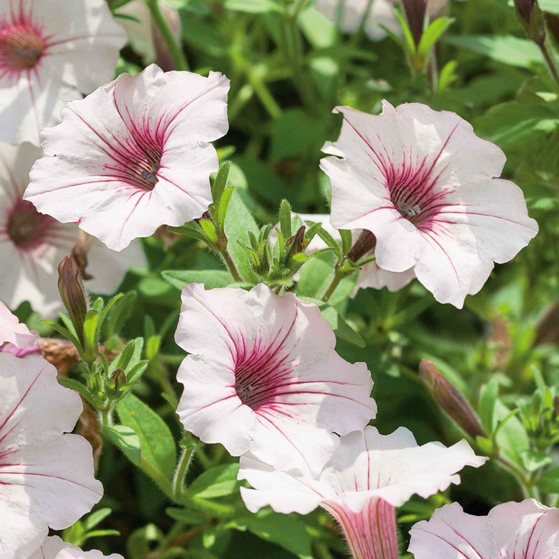 Petunia Plant 'Vista Silverberry'