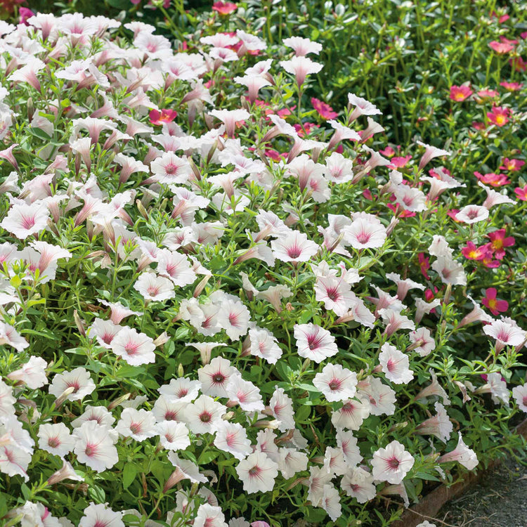 Petunia Plant 'Vista Silverberry'