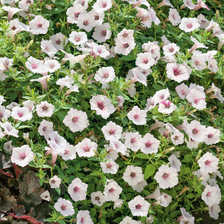 Petunia Plant 'Vista Silverberry'