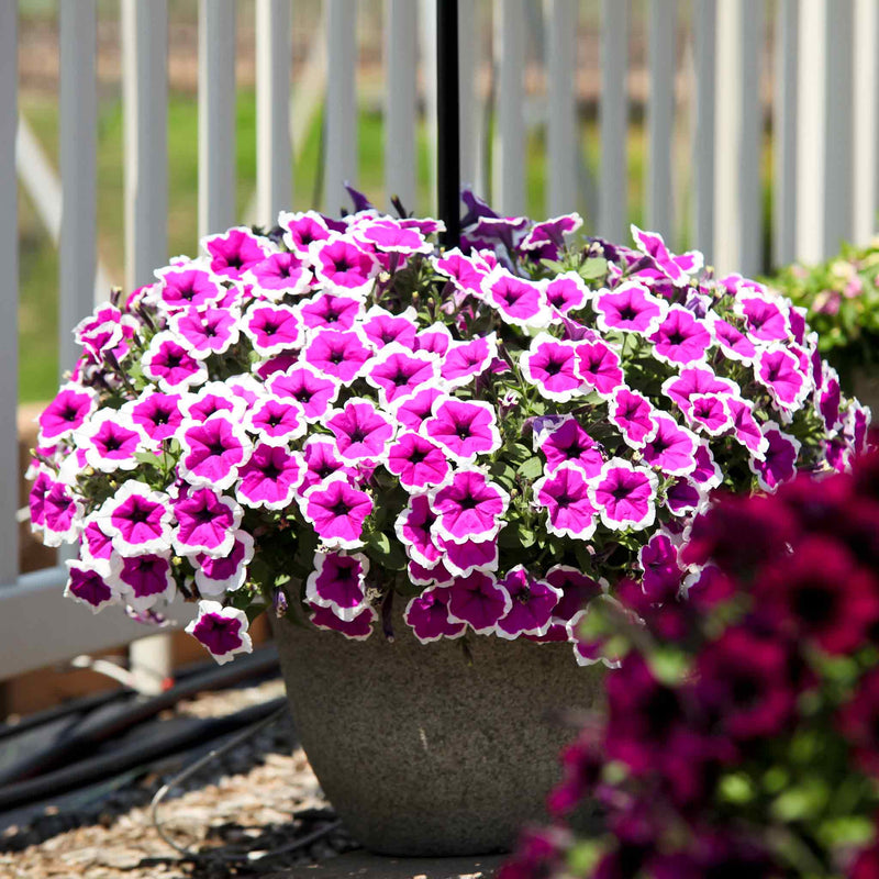 Petunia Plant 'Red Carpet RIMarkable'