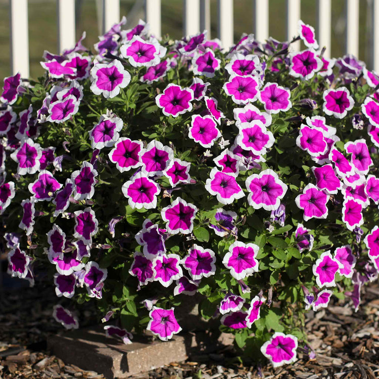 Petunia Plant 'Red Carpet RIMarkable'