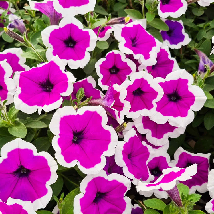 Petunia Plant 'Red Carpet RIMarkable'