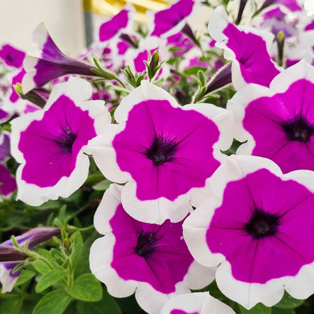 Petunia Plant 'Red Carpet RIMarkable'