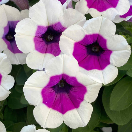 Petunia Plant 'Red Carpet RIMarkable'