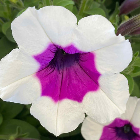 Petunia Plant 'Red Carpet RIMarkable'