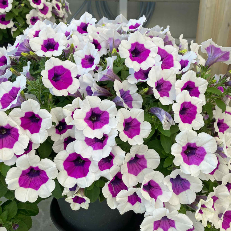 Petunia Plant 'Red Carpet RIMarkable'