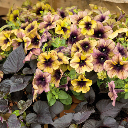 Petunia Plant 'Ray Shadow'