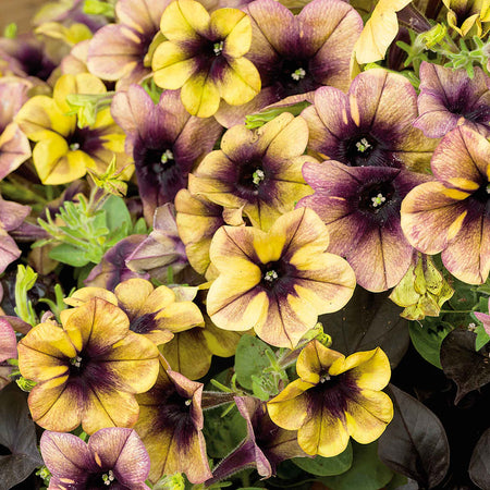 Petunia Plant 'Ray Shadow'